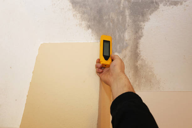 Best Industrial Mold Remediation  in Welby, CO