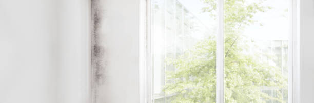 Trusted Welby, CO Mold Removal Experts