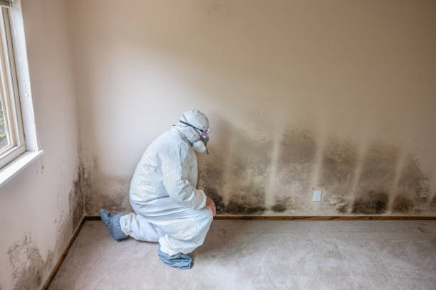 Mold Odor Removal Services in Welby, CO