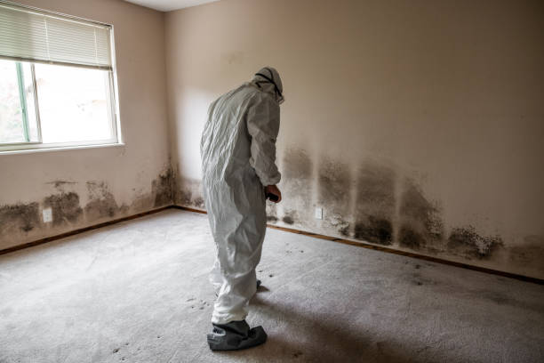 Best Biohazard Mold Removal  in Welby, CO